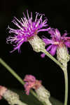 Giant ironweed